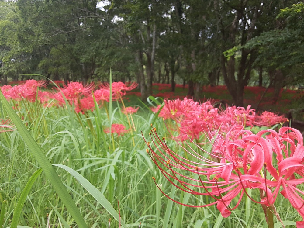 入田河川敷彼岸花